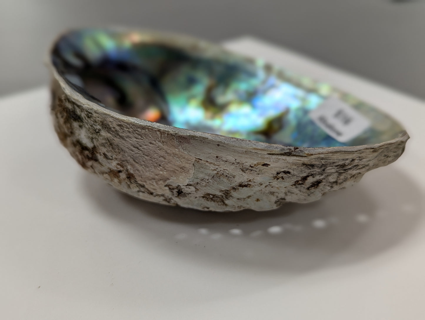 Abalone Shell Natural