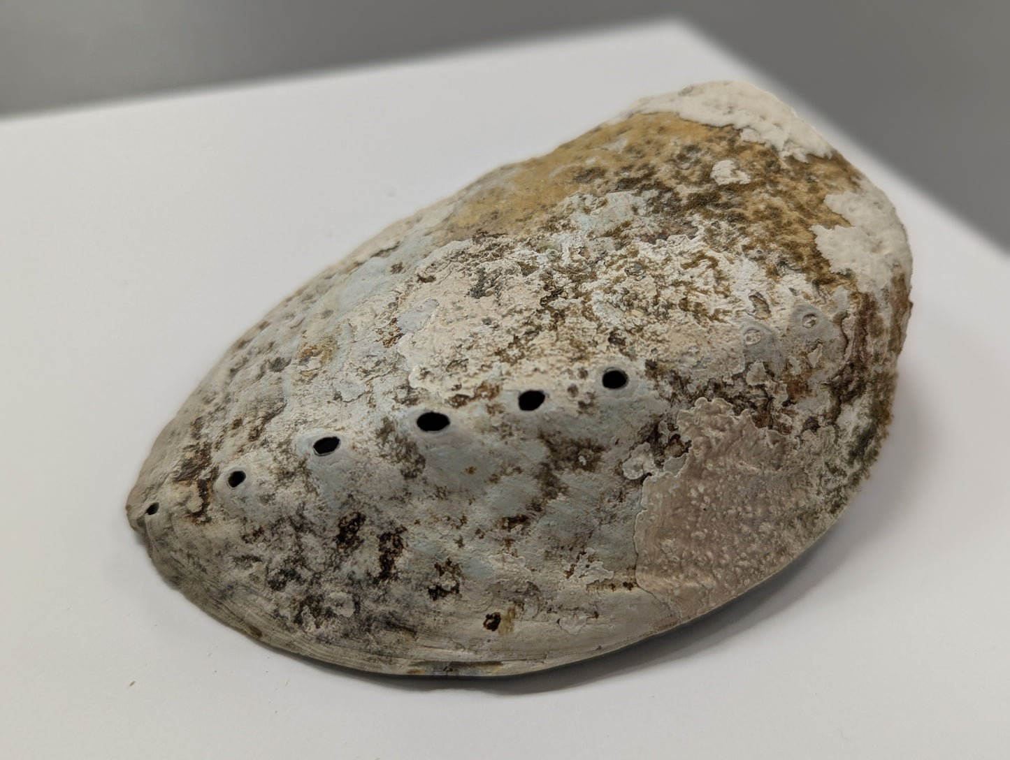 Abalone Shell Natural