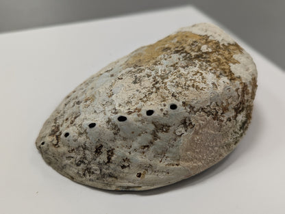 Abalone Shell Natural